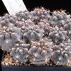Gymnocalycium_lukasikii_2